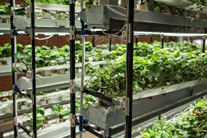 Begrunung Prints: Strawberry cultivation in the greenhouse