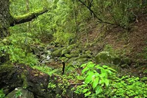 Zulu Kingdom Prints: Stream in the Karkloof. Howick. KwaZulu Natal Midlands. South Africa