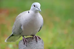 Doves Prints: Streptopelia decaocto