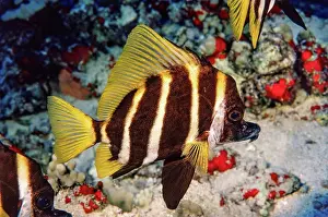 Biodiversity Prints: The Striped boarfish or Whiskered boarfish (Evistias acutirostris)