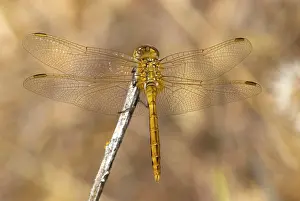 Dragonfly Prints: Striped meadowhawk female, Canada