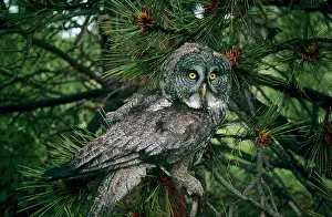 Grey Prints: Strix nebulosa, great gray owl