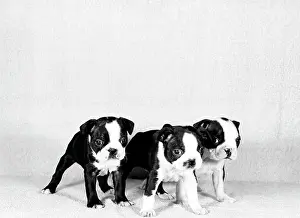 Three Animals Prints: Studio portrait of Boston Terrier puppies