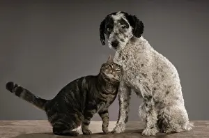 Two Animals Prints: Studio portrait cat rubbing against dog