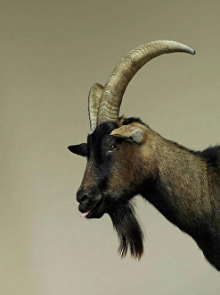 Whisker Prints: Studio portrait of goat in profile