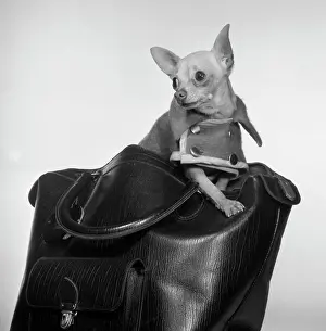 Leather Prints: Studio shot of Chihuahua wearing coat sitting in bag