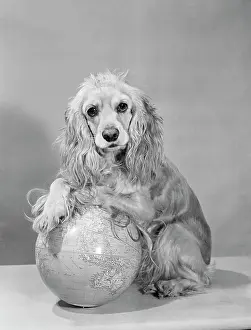 Globe Prints: Studio shot of Cocker Spaniel with globe