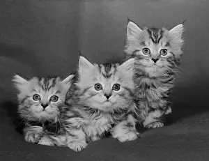Three Animals Prints: Studio shot of three kittens