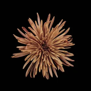 Still Life - Concept Prints: Studio shot of peach colored chrysanthemum