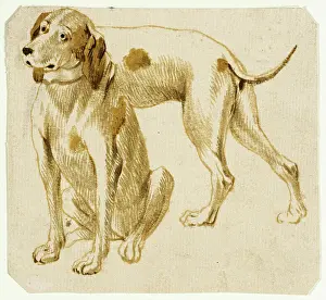 Flanders Prints: Study of a Dog. Attributed to Frans Snyders (Flanders)