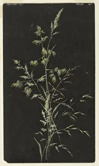 Seed Prints: Study of Grass in Seed, Sophia L
