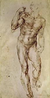 Sepia Prints: Study of a Male Nude Standing Michelangelo Buonarroti (1475-1564/Florentine) Musee du Louvre
