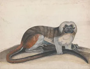 Cream Laid Paper Prints: Study Pinche Red Tailed Monkey Formerly Cottenhead Marmoset