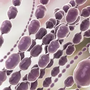 Infectious Disease Prints: Stylized close-up view of cocci bacterium