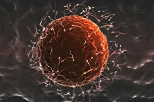 Science Prints: Stylized microscopic human ovum surrounded by human sperm during conception