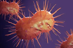 Infectious Disease Prints: Stylized neisseria gonorrhoeae bacteria cells - the cause of the sexually transmitted infection Gonorrhea