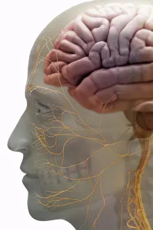 Nerve Prints: Stylized side view of the brain within a male head