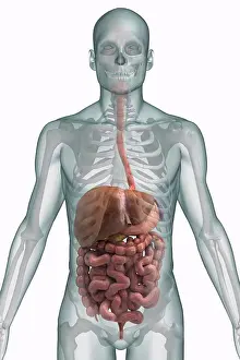 Anatomy Prints: Stylized front view of the digestive system and bones of the upper body