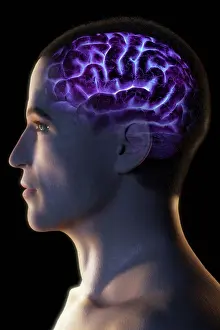 Anatomy Prints: Stylized side view of the head and neck showing the brain within the head