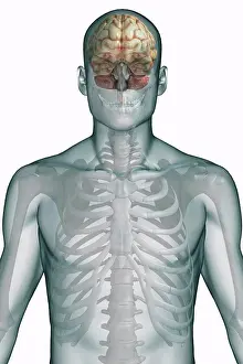 Anatomy Prints: Stylized front view of a male body with the brain and skeleton present