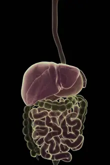 Biomedical Prints: Front stylized view of the organs of the alimentary canal