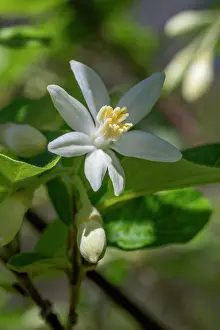Woody Plant Prints: Styrax (Styrax officinalis) flower