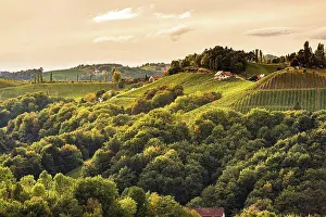 Farm Prints: Styrian Tuscany Vineyard in autumn near Eckberg, Gamliz, Styria, Austria