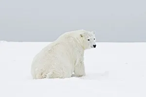 North Slope Borough Prints: A subadult young polar bear (Ursus maritimus) boar rests on newly formed pack ice during the Fall freeze up