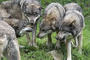 Grey Prints: Subordinate grey wolf (Canis lupus) with flattened ears snarling with bared canines at wolf pack members