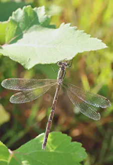 Wildtiere Prints: Suedliche Binsenjungfer Lestes barbarus
