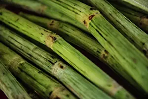 Central America Prints: Sugar cane close up, , Viñales Valley, Cuba, Central America