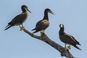 Birdwatching Prints: Sula leucogaster, Fully mature brown boobies have a white breast