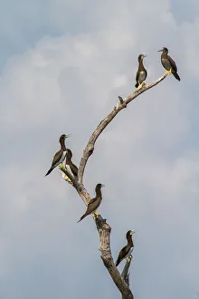Birdwatching Prints: Sula leucogaster, Fully mature brown boobies have a white breast