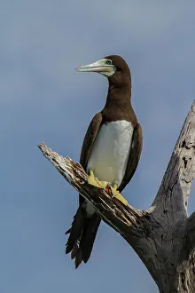 Birdwatching Prints: Sula leucogaster, Fully mature brown boobies have a white breast