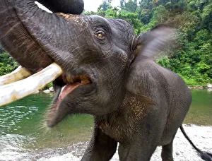 Water Hole Prints: Sumatran elephant (Elephas maximus sumatranus) in a forest