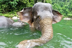 Water Hole Prints: Sumatran elephants (Elephas maximus sumatranus) bathing in a waterhole