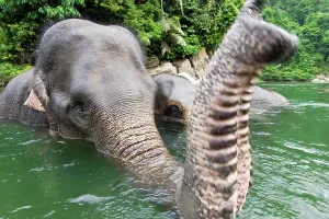 Water Hole Prints: Sumatran elephants (Elephas maximus sumatranus) bathing in a waterhole