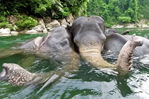 Water Hole Prints: Sumatran elephants (Elephas maximus sumatranus) bathing in a waterhole