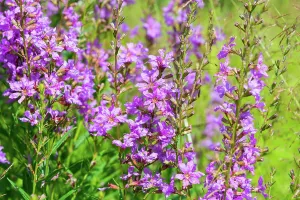 Feld Prints: Summer meadow with purple flowers in the green grass Summer meadow with purple flowers in the green grass
