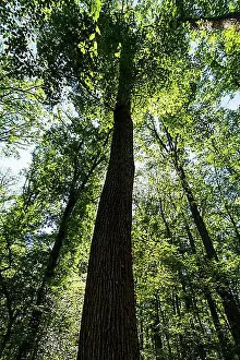 Fagales Prints: Summer in oak forest, Forest of Troncais. Allier department. Auvergne Rhone Alpes. France
