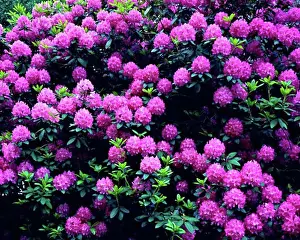 Maryland Prints: Summer Rhododendron Blooms Catoctin Mountain Park Blue Ridge Mountain Foothills Maryland