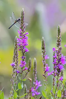 Massachusetts Prints: Summer Wild Flowers and Dragonfly