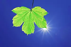 Beam Prints: Sun with beams l in blue sky behind green sycamore maple leaf (Acer pseudoplatanus)