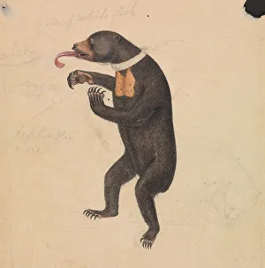 Gouache Prints: Sun-Bear James Sowerby 1756-1822 British Watercolor