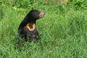 Enclosure Prints: Sun bear at the Sun Bear Sanctuary at Samboja near Balikpapan, on Kalimantan, Indonesia