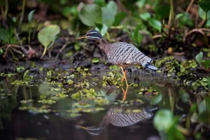 Stalking Prints: Sun bittern (Eurypyga helias) stalking the margins of the Pixiam River