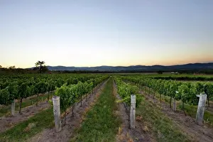 Vineyard Prints: Sun setting over hills behind Vineyard