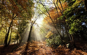 Chart Prints: Sunbeams bursting through misty autumnal woodland