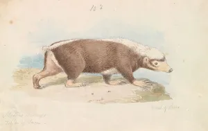 1776 1859 Prints: Sunda Stink Badger Charles Hamilton Smith 1776-1859