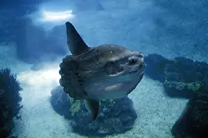 Underwater View Prints: Sunfish Mola Mola, California